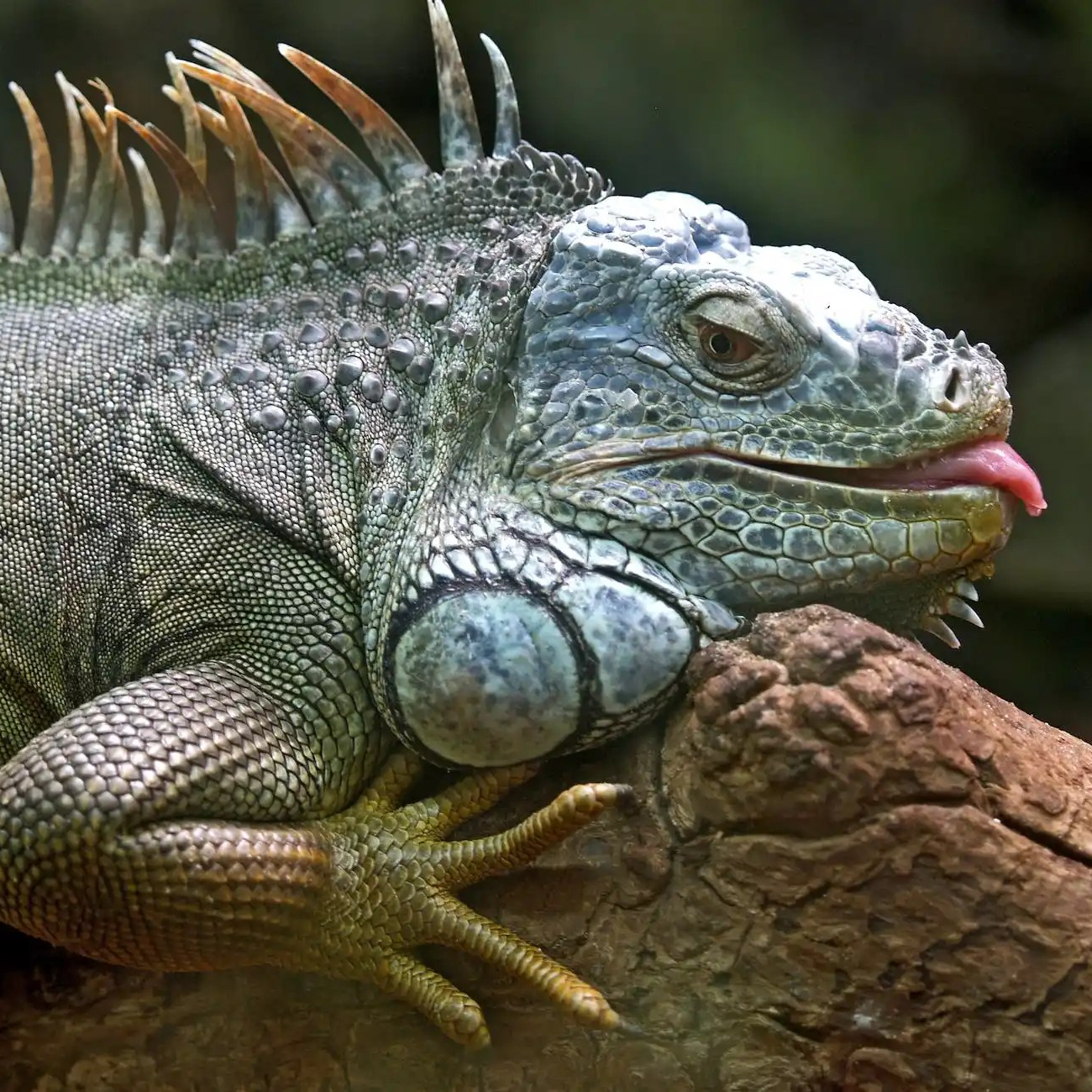 How does one know if an iguana likes you? Iguana Lizard Animal Brazil 86598 3669118604 E1672933733863