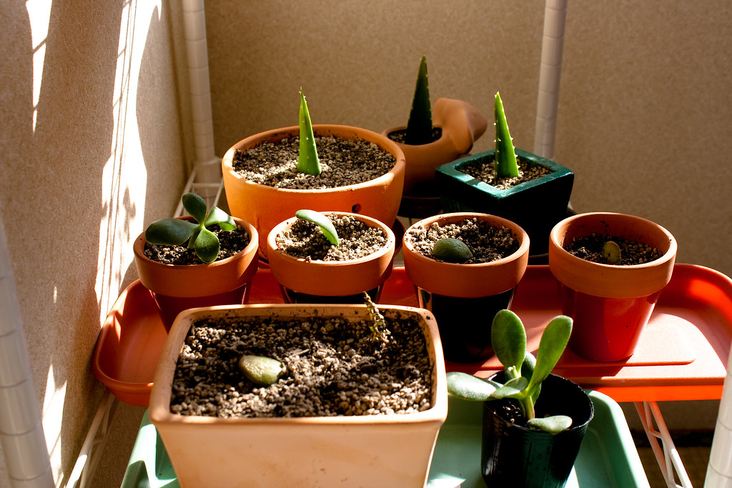 propagate succulents