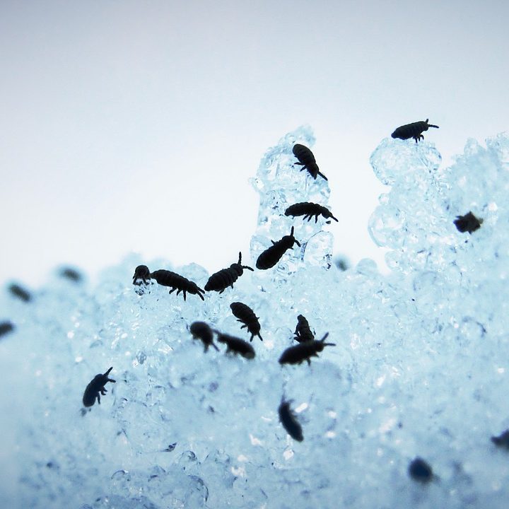 springtail, snow, flea