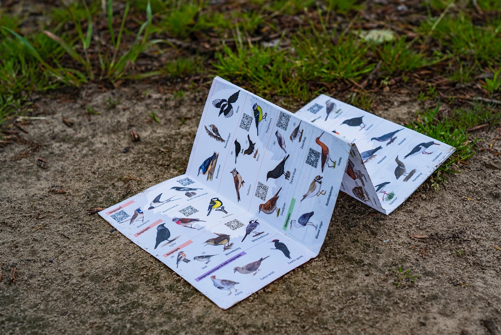 birdwatching field guide