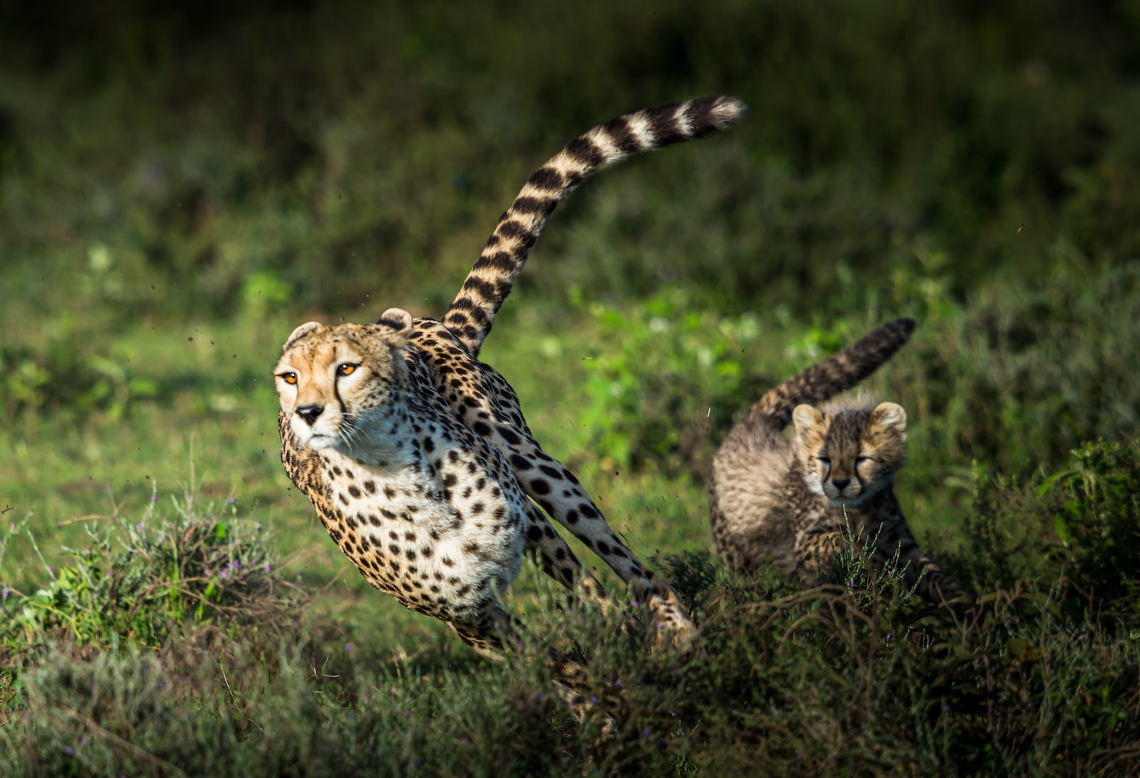 How does one explain to a cheetah that slow and steady wins the race?