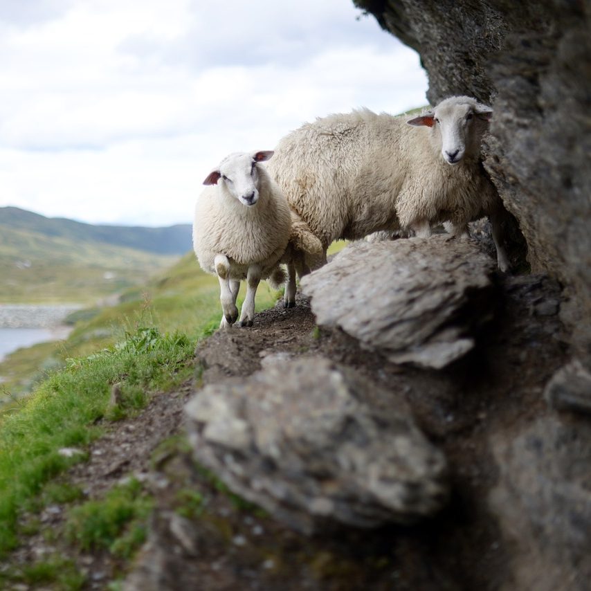 sheep, nature, species
