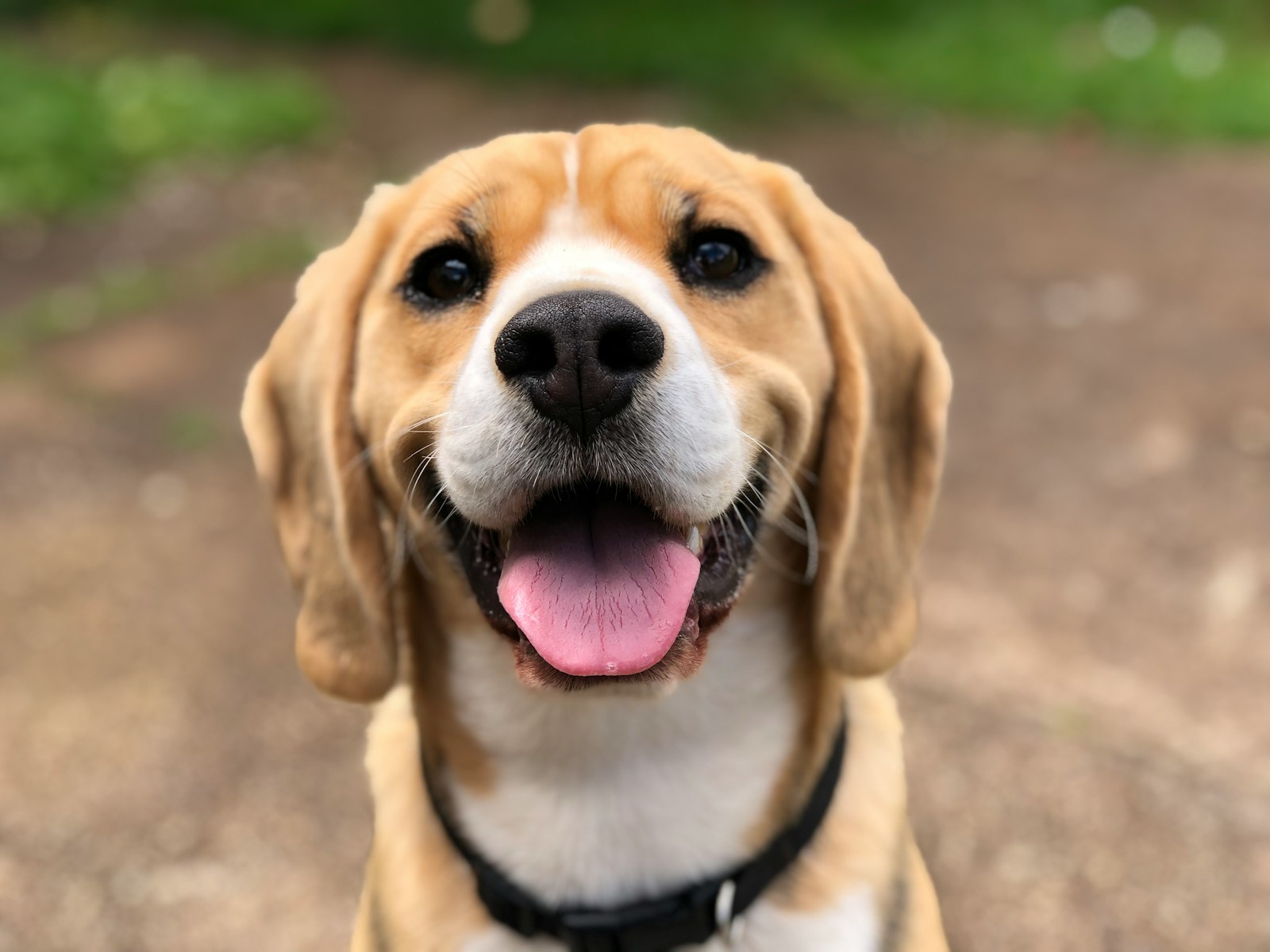 dog's face happy and healthy vegan dog